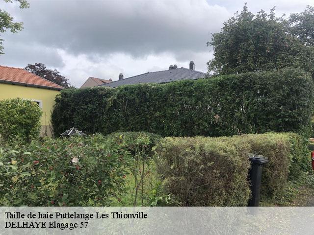 Taille de haie  puttelange-les-thionville-57570 DELHAYE Elagage 57