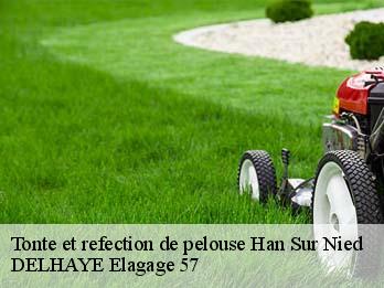 Tonte et refection de pelouse