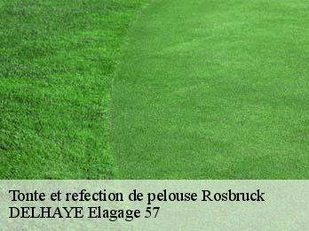 Tonte et refection de pelouse  57800