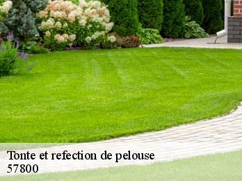 Tonte et refection de pelouse  57800