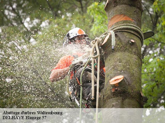 Abattage d'arbres  waltembourg-57370 DELHAYE Elagage 57
